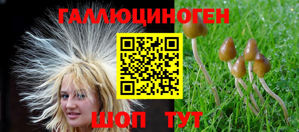 Галлюциногенные грибы Psilocybine cubensis Курчатов