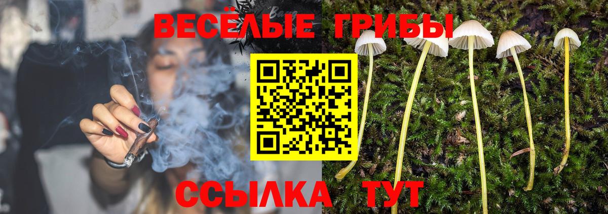 Псилоцибиновые грибы GOLDEN TEACHER  Вход с VPN  Курчатов  Псилоцибиновые грибы GOLDEN TEACHER 